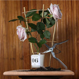 Bougie 06 - Rose, Yuzu, Musc Blanc